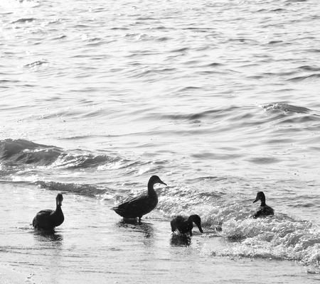 Ducks on the coast of a lake. Black and white.の写真素材