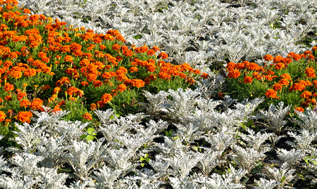 Orange and white flowers, it can be used as background.の写真素材