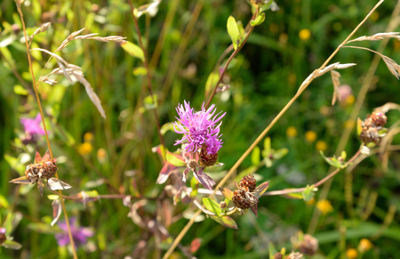 Pink wild flowers, it can be used as background.の写真素材