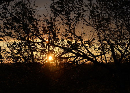 Silhouette of a tree at sunset background.の写真素材
