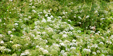 Hogweed in summer forest in the Karelian Isthmus, Russia.