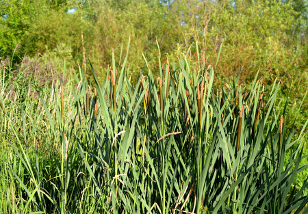 Green leaves of sedge close up at summer day.の写真素材