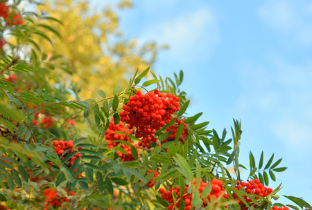 Red rowan berries on a green tree in august.の写真素材