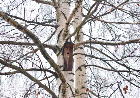 Birch tree without leaves with birdhouse on cloud sky background.の写真素材