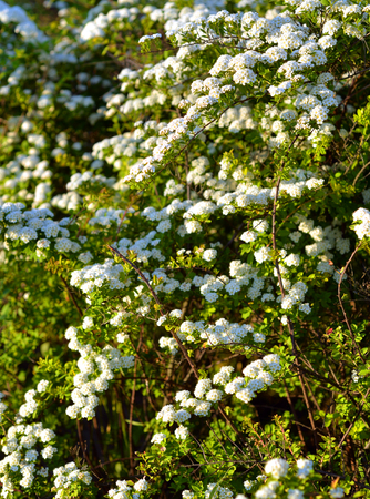 Bush with white flowers at sunny day.