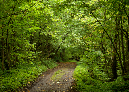 Road in deciduous forest at summer day on Duderhof heights, Russia.