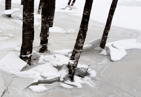 Trunks of trees at winter on coast of river, Russia.の写真素材