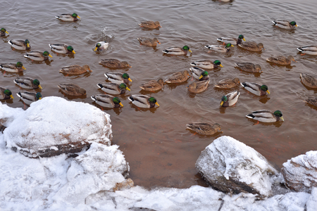 Wild duck on the water at cloud day.の写真素材