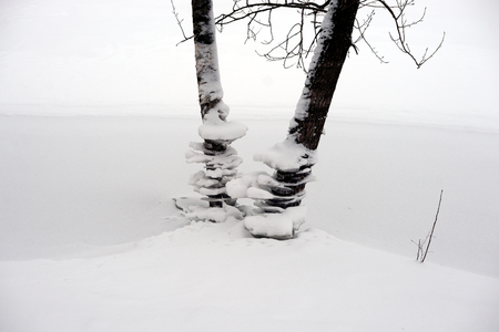Trunks of trees at winter on coast of river, Russia.の写真素材