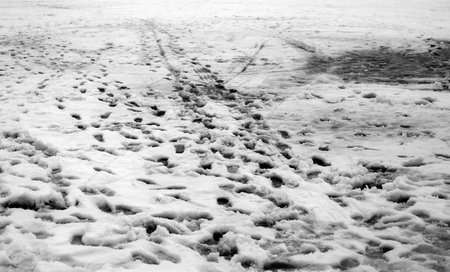 Footprints in the snow at cloud winter day, Russia. Black and white.の写真素材