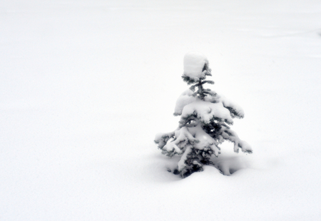 Small spruce on the background of white snow.の写真素材