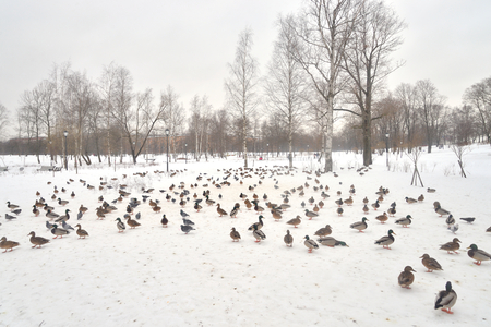 Wild ducks on snow in park at cloud day.の写真素材