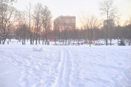 Landscape in winter park at sunny evening.の写真素材