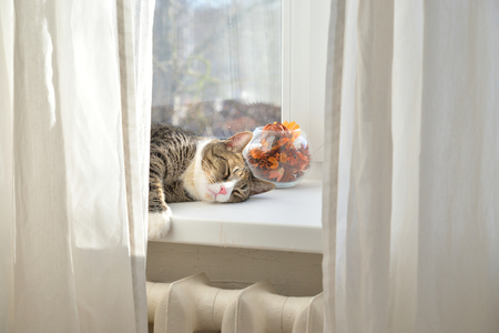 ST.PETERSBURG, RUSSIA - 27 MARCH 2019: Portrait of sleeping cat on the window.のeditorial素材