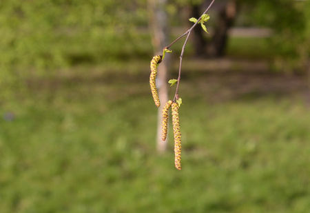 Earrings flowering birch tree closeup on blurred background.の写真素材