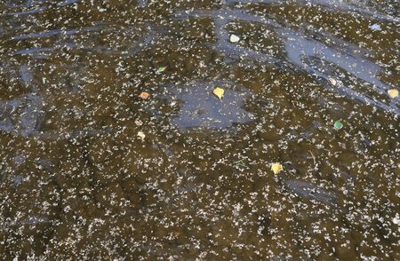 The seeds of birch trees in water at summer day.