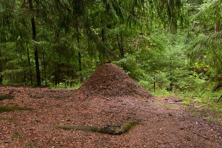 Big ant hill in the summer forest in the Karelian Isthmus, Russia.の写真素材