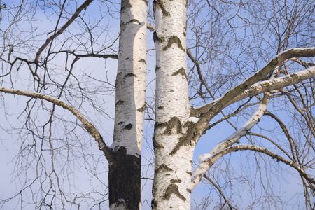 The trunk of a birch close up at sunny winter day.の写真素材