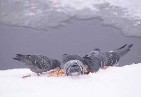 Several pigeons eat food in the snow.の写真素材