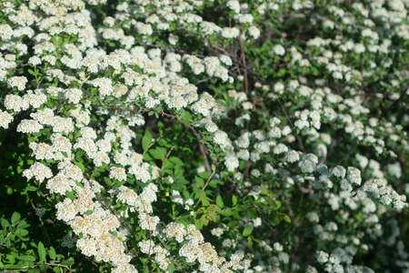 Blooming Spiraea with white flowers at spring day.