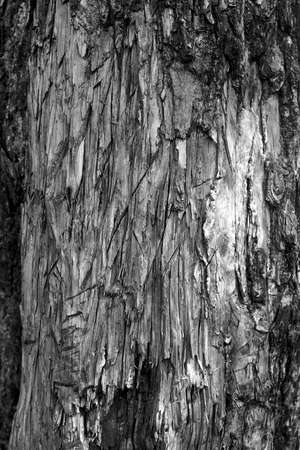 Stripped tree bark, can be used as a background. Black and white.
