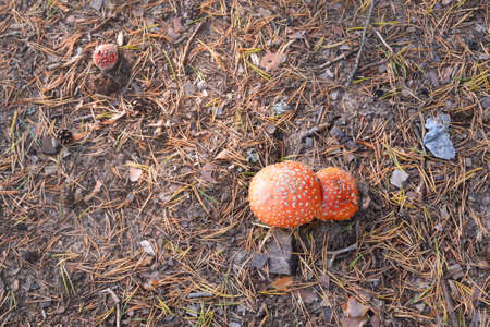 Three fly agaric closeup in forest. Poisonous mushrooms.
