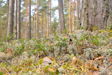 Moss and cranberry bushes, it can be used as a background.