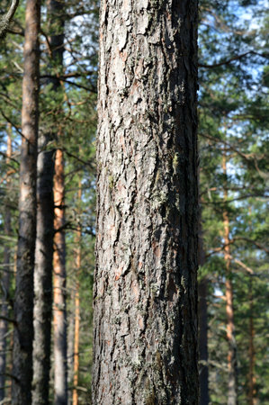 Pine trunk close-up on summer day.