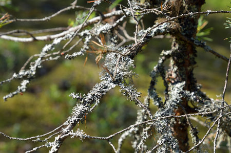 Pine branches overgrown with lichen close-up, Karelia.