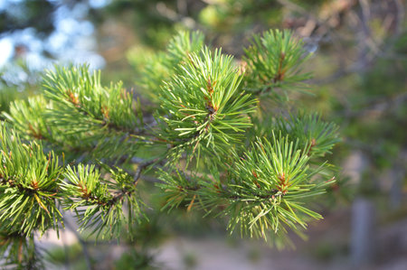 Pine branch on blurred background at summer day.