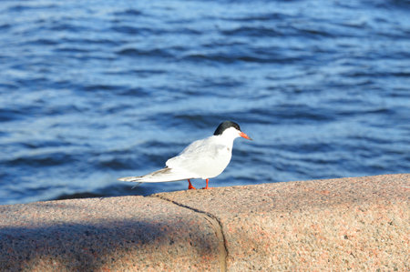 Arctic tern bird sits on granite against background of water.
