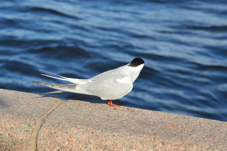 Arctic tern bird sits on granite against background of water.の写真素材