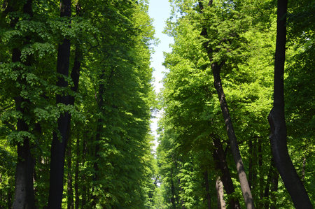 Foliage of trees in summer park.