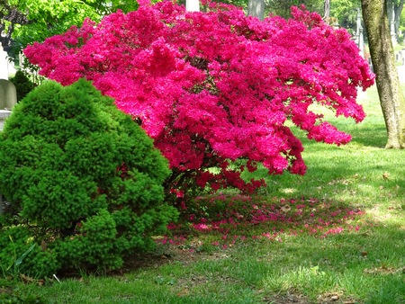 Brooklyn parkの写真素材