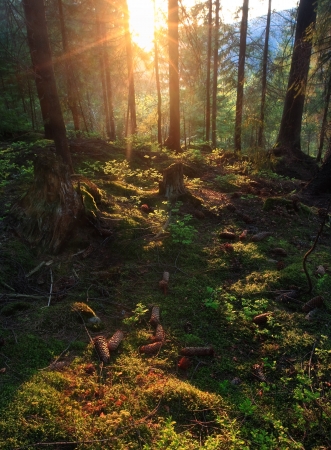 Amazing summer sunset in forest. Sun rays break through trees. Many cones on the grass.の写真素材