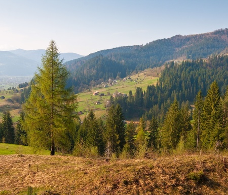 Beautiful evergreen tree in mountains summer day. の写真素材