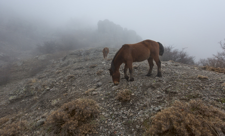 Mountain landscape with grazing horsesの写真素材