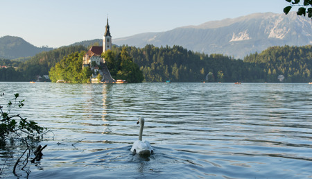 Lake Bled with swan, Slovenia, Europeの写真素材