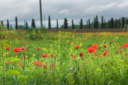 Poppy field in Tuscany, spring time, cypress trees and green landscape with flowersの写真素材
