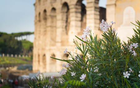 Flowers at dawn in front of the Colosseum in Romeの写真素材