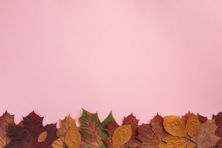 Autumnal maple leaves on pink background. Flat lay, top view, copy space.