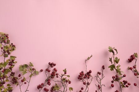 Branches of hawthorn, on pink background. Flat lay, top view, copy space.