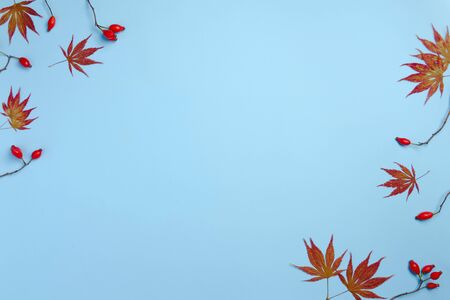 Autumn composition. Dried berries of rose hip and leaves on pastel blue background. Autumn, fall, winter concept. Flat lay, top view, copy spaceの写真素材