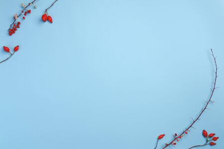 Autumn composition. Dried berries of rose hip pastel blue background. Autumn, fall, winter concept. Flat lay, top view, copy spaceの写真素材
