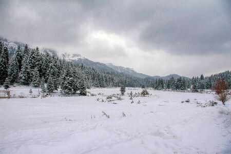 Winter view of the forest of Pertouli, Trikala, Greeceの写真素材