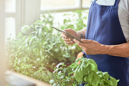 Working man hands holding tablet near growing herbsの写真素材
