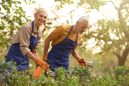 Middle aged caucasian man and woman working in garden