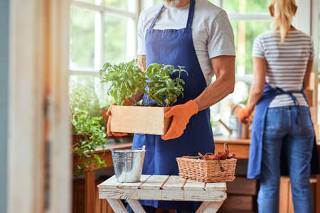 Woman and man working with spicy herbs in greenhouseの写真素材