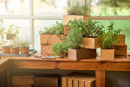 Spicy herbs assortment growing in wooden pots on tableの写真素材