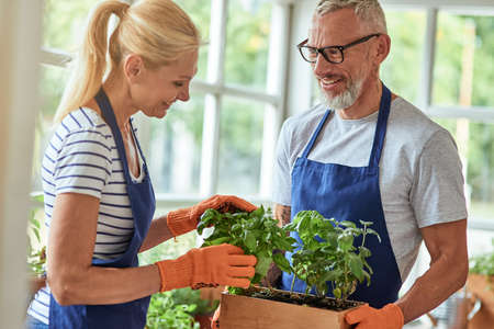 Middle aged caucasian spouses working in greenhouseの写真素材